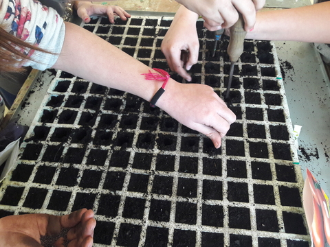 Preparação da sementeira, após enchimento com terra de cultivo os alunos colocaram as sementes.